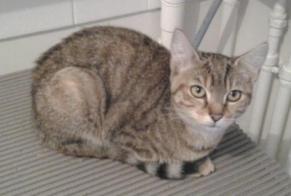 Vermisstmeldung Katze Weiblich , 10 jahre Caudebec-lès-Elbeuf Frankreich