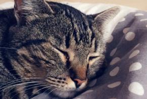 Vermisstmeldung Katze  Männliche , 11 jahre Narbonne Frankreich