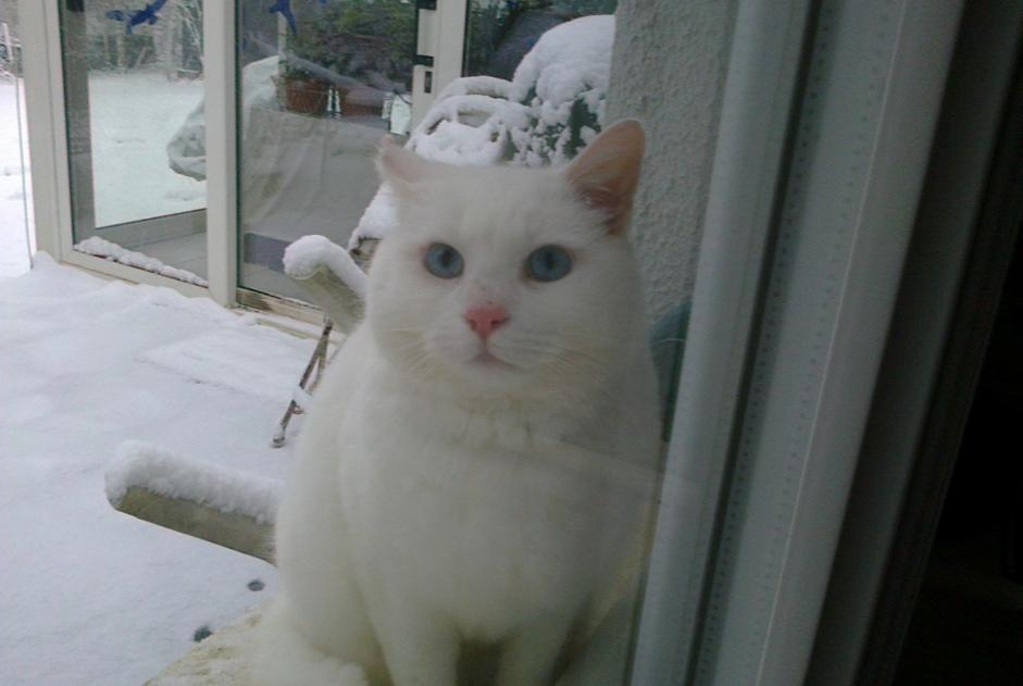 Vermisstmeldung Katze  Männliche , 15 jahre Tracy-le-Val Frankreich