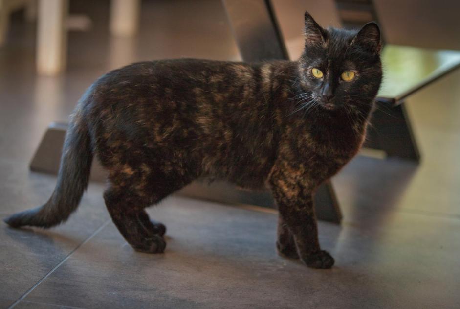 Vermisstmeldung Katze Weiblich , 9 jahre Fouesnant Frankreich