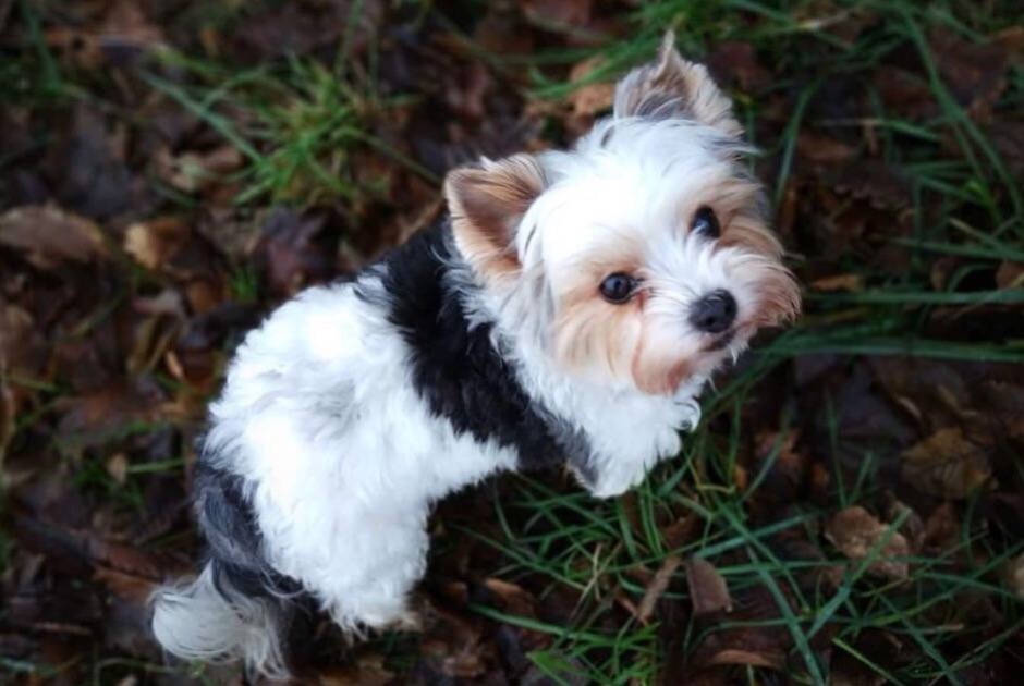 Vermisstmeldung Hund  Weiblich , 12 jahre Valleiry Frankreich