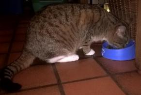 Vermisstmeldung Katze  Weiblich , 10 jahre Steenwerck Frankreich