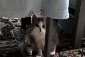 Vermisstmeldung Katze  Männliche , 8 jahre Steenwerck Frankreich