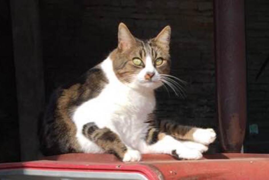 Vermisstmeldung Katze  Männliche , 13 jahre Ligny-le-Châtel Frankreich