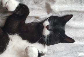 Vermisstmeldung Katze Männliche , 14 jahre Bruyères-sur-Oise Frankreich