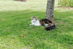 Vermisstmeldung Katze Weiblich , 8 jahre Voulton Frankreich