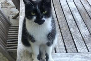 Vermisstmeldung Katze Weiblich , 9 jahre Santa-Reparata-di-Balagna Frankreich