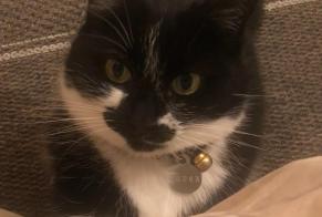 Vermisstmeldung Katze Weiblich , 9 jahre Santa-Reparata-di-Balagna Frankreich