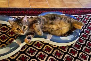 Vermisstmeldung Katze  Weiblich , 6 jahre Faye-la-Vineuse Frankreich