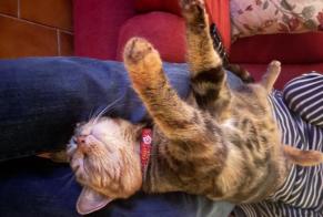 Vermisstmeldung Katze  Weiblich , 6 jahre Faye-la-Vineuse Frankreich