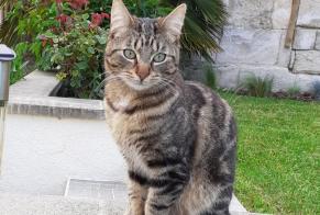 Vermisstmeldung Katze Männliche , 6 jahre Messy Frankreich