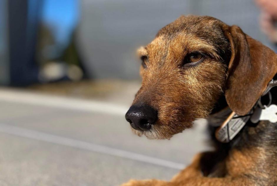 Vermisstmeldung Hund rassenmischung Weiblich , 8 jahre Stotzheim Frankreich