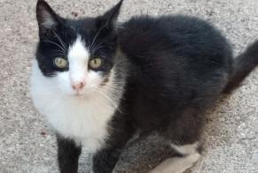Vermisstmeldung Katze Weiblich , 18 jahre Sète Frankreich
