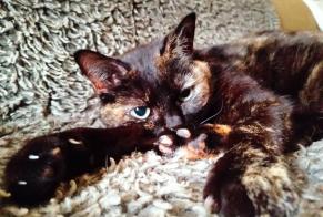 Vermisstmeldung Katze  Weiblich , 12 jahre Perpignan Frankreich
