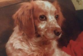 Vermisstmeldung Hund  Weiblich , 13 jahre Montdragon Frankreich