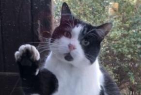 Vermisstmeldung Katze Männliche , 8 jahre Agde Frankreich