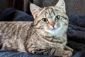 Vermisstmeldung Katze Weiblich , 4 jahre Torigny-les-Villes Frankreich