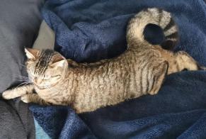 Vermisstmeldung Katze Weiblich , 4 jahre Torigny-les-Villes Frankreich