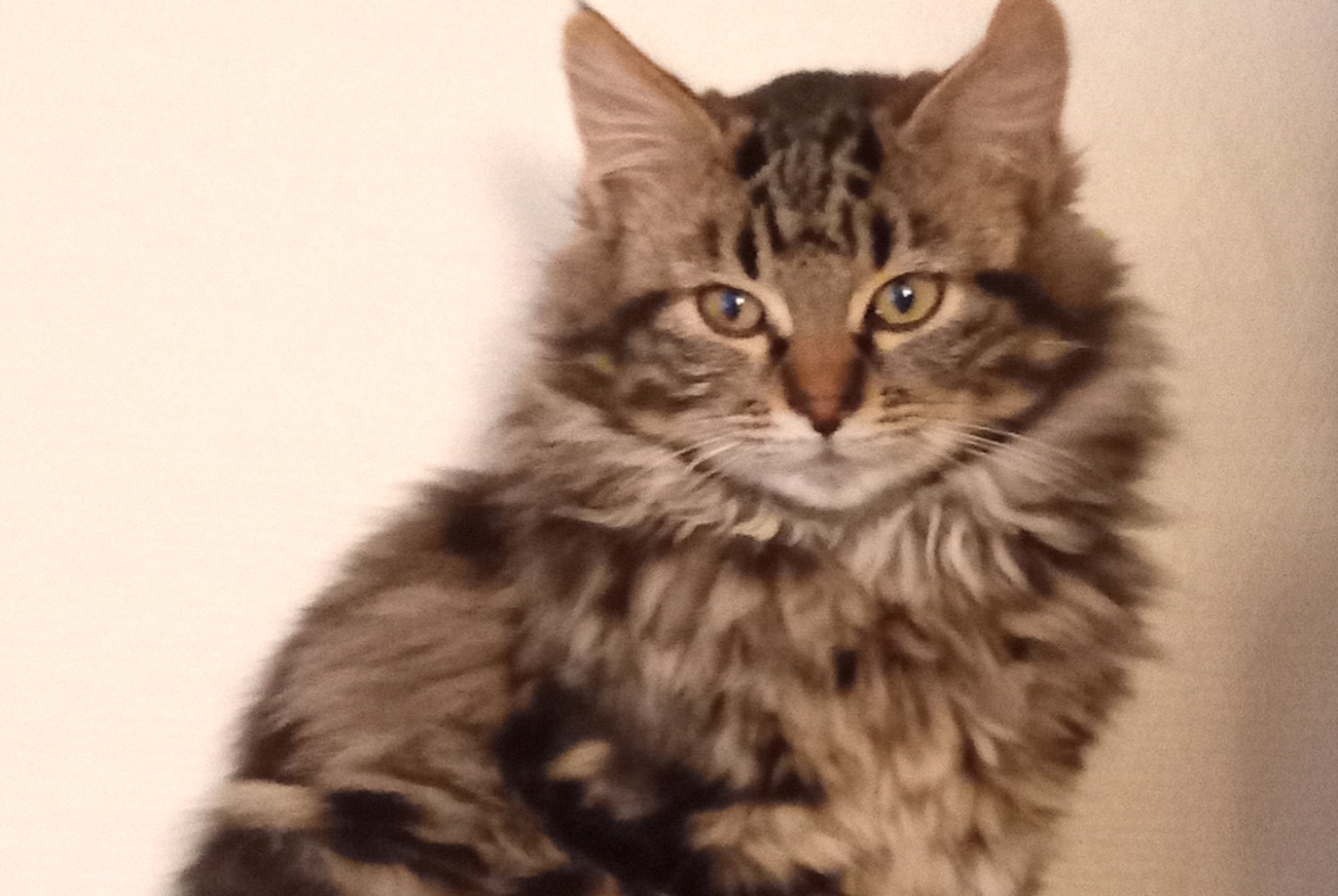 Vermisstmeldung Katze  Männliche , 2026 jahre Dammarie-les-Lys Frankreich