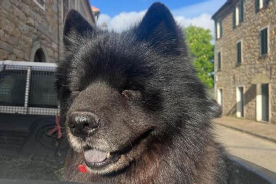 Vermisstmeldung Hund rassenmischung Männliche , 7 jahre Serra-di-Ferro Frankreich