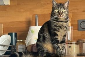 Vermisstmeldung Katze  Weiblich , 4 jahre Chécy Frankreich