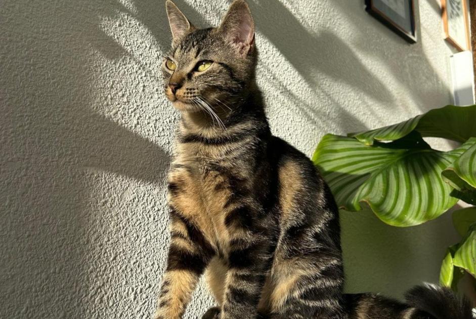 Vermisstmeldung Katze  Weiblich , 4 jahre Chécy Frankreich