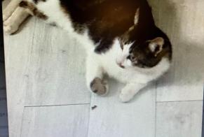 Vermisstmeldung Katze  Männliche , 4 jahre Hyères Frankreich