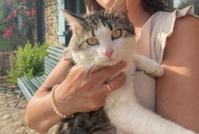 Vermisstmeldung Katze Männliche, 4 jahre Ploubazlanec Frankreich