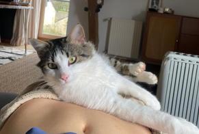 Vermisstmeldung Katze Männliche, 4 jahre Ploubazlanec Frankreich