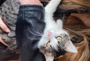 Vermisstmeldung Katze Männliche, 4 jahre Ploubazlanec Frankreich