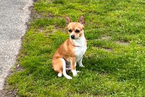 Vermisstmeldung Hund rassenmischung Männliche, 7 jahre Savigny-sur-Orge Frankreich