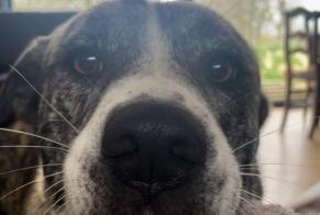 Vermisstmeldung Hund rassenmischung Weiblich, 4 jahre Caylus Frankreich
