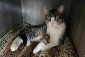 Vermisstmeldung Katze Männliche, 2 jahre Saint-Alban Frankreich
