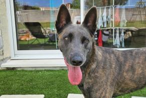 Vermisstmeldung Hund  Weiblich , 5 jahre Le Tâtre Frankreich