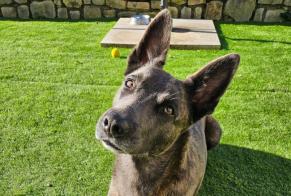 Vermisstmeldung Hund  Weiblich , 5 jahre Le Tâtre Frankreich