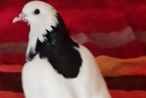 Vermisstmeldung Vogel Weiblich , 2026 jahre Savigny-le-Temple Frankreich