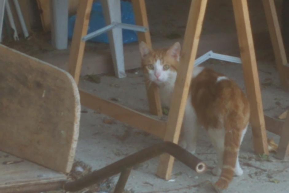 Vermisstmeldung Katze  Männliche , 3 jahre Préfontaines Frankreich