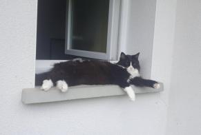Vermisstmeldung Katze Weiblich, 5 jahre Saint-Paul-lès-Dax Frankreich