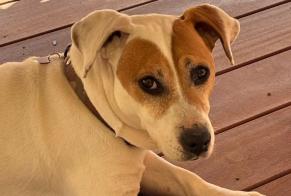 Vermisstmeldung Hund Männliche, 12 jahre Niort Frankreich