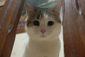 Vermisstmeldung Katze Weiblich, 3 jahre Mirecourt Frankreich