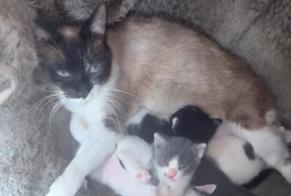 Vermisstmeldung Katze Weiblich, 4 jahre Le Thillay Frankreich