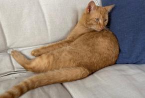 Vermisstmeldung Katze Männliche, 3 jahre Nantes Frankreich