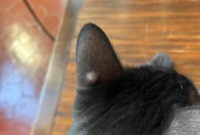Vermisstmeldung Katze Männliche, 4 jahre Marseille Frankreich