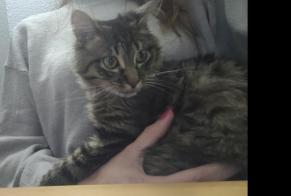 Vermisstmeldung Katze Männliche, 1 jahre Saint-Chély-d'Apcher Frankreich