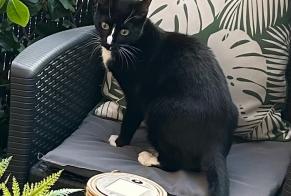 Vermisstmeldung Katze Weiblich, 2 jahre Écouen Frankreich
