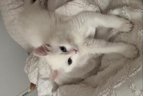 Vermisstmeldung Katze Männliche, 1 jahre Tremblay-en-France Frankreich