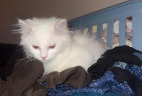 Vermisstmeldung Katze Männliche, 1 jahre Tremblay-en-France Frankreich