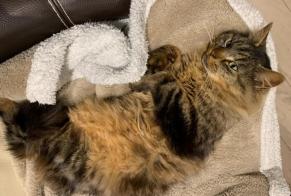 Vermisstmeldung Katze rassenmischung Männliche, 8 jahre La Baconnière Frankreich