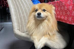 Vermisstmeldung Hund Männliche, 11 jahre Paris Frankreich
