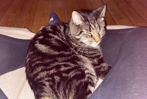 Vermisstmeldung Katze Männliche, 12 jahre Saint-Quentin Frankreich